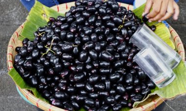 Black pulm: सीजन में जम कर खाएं जामुन,एक नहीं कई रोग रहेंगे कोसों दूर 