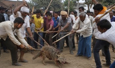 पूर्णिया में जंगली सियार का आतंक: खेतों में काम कर रहे मजदूरों पर हमला, 8 वर्षीय बच्ची समेत 6 को किया लहूलुहान; ग्रामीणों ने लाठी-डंडों से पीटकर मार गिराया