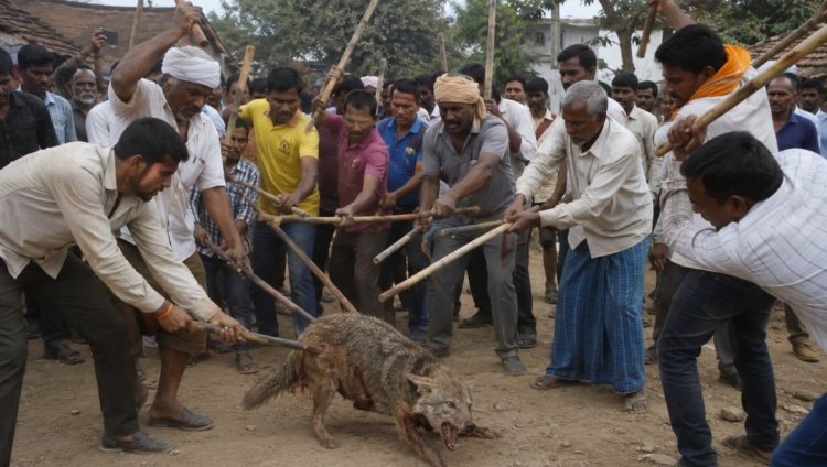 पूर्णिया में जंगली सियार का आतंक: खेतों में काम कर रहे मजदूरों पर हमला, 8 वर्षीय बच्ची समेत 6 को किया लहूलुहान; ग्रामीणों ने लाठी-डंडों से पीटकर मार गिराया